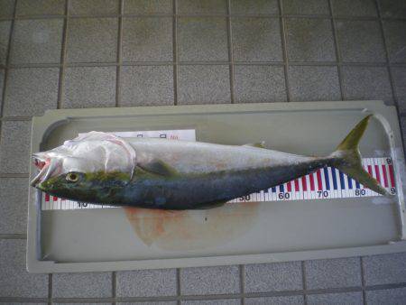 姫路市立遊魚センター 釣果