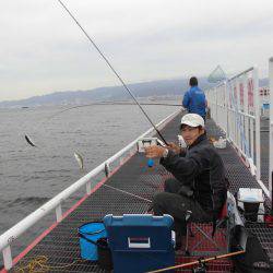 尼崎市立魚つり公園 釣果