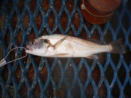 オリジナルメーカー海づり公園(市原市海づり施設) 釣果