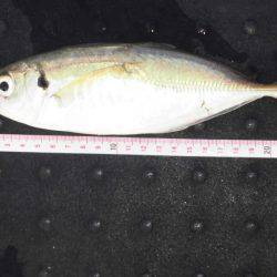 尼崎市立魚つり公園 釣果