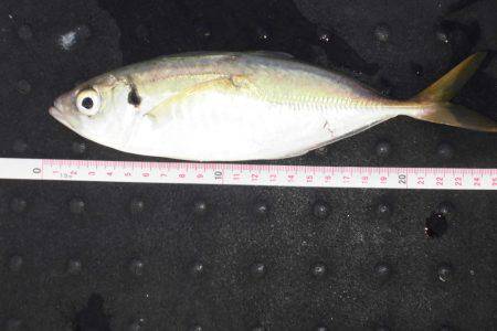 尼崎市立魚つり公園 釣果