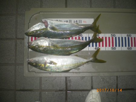 姫路市立遊魚センター 釣果