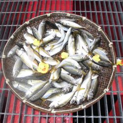 尼崎市立魚つり公園 釣果