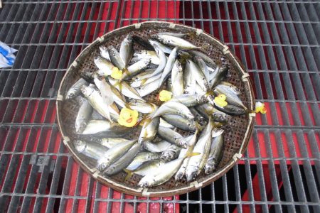 尼崎市立魚つり公園 釣果