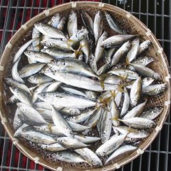 尼崎市立魚つり公園 釣果