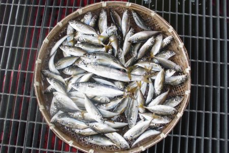 尼崎市立魚つり公園 釣果