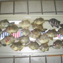 姫路市立遊魚センター 釣果