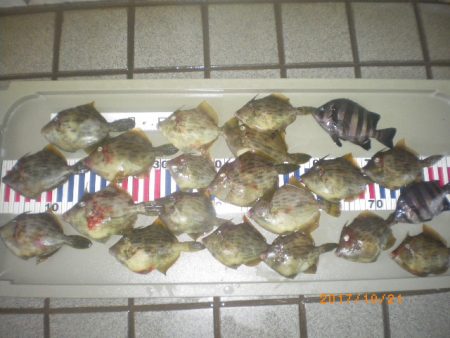 姫路市立遊魚センター 釣果