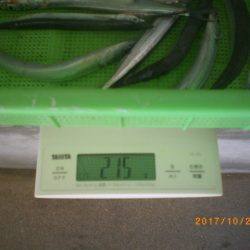 姫路市立遊魚センター 釣果