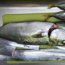 台風後の武庫一調査結果は