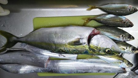 台風後の武庫一調査結果は