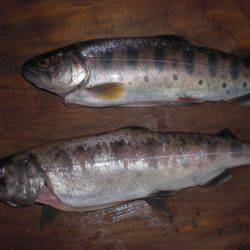 高萩ふれあいの里フィッシングエリア 釣果