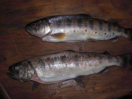 高萩ふれあいの里フィッシングエリア 釣果