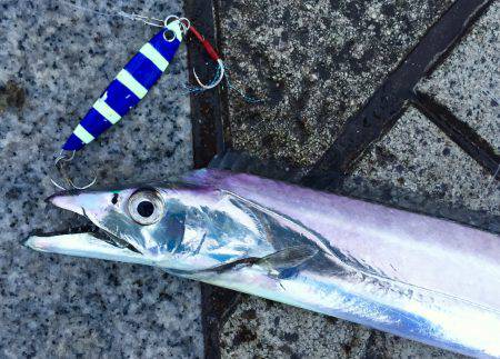 デイタイムタチウオ