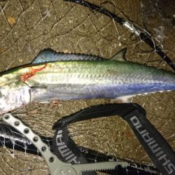 台風来ますけど…