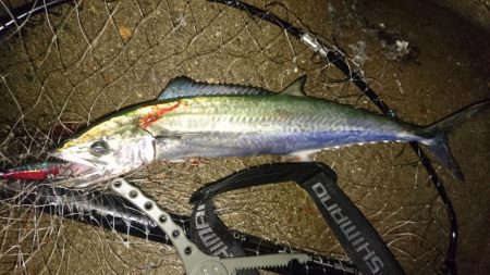 台風来ますけど…