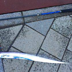 デイタイムタチウオ