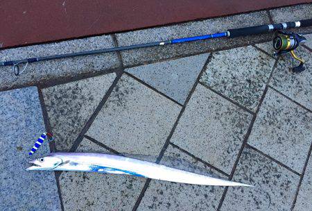 デイタイムタチウオ