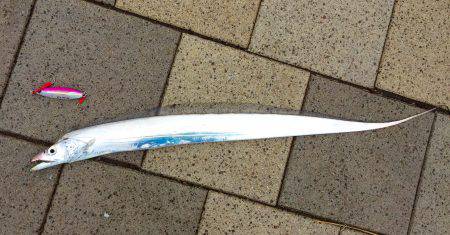 デイタイムタチウオ