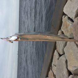 デイタイムタチウオ