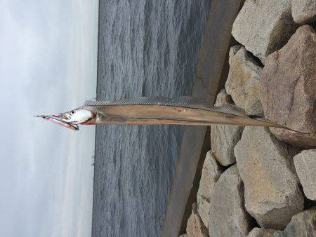 デイタイムタチウオ