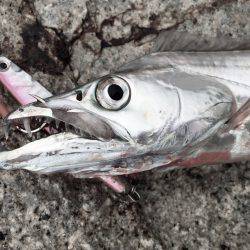 デイタイムタチウオ