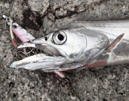 デイタイムタチウオ