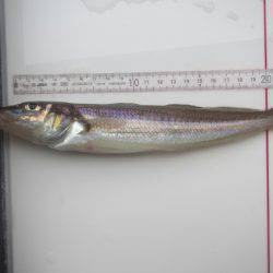 オリジナルメーカー海づり公園(市原市海づり施設) 釣果