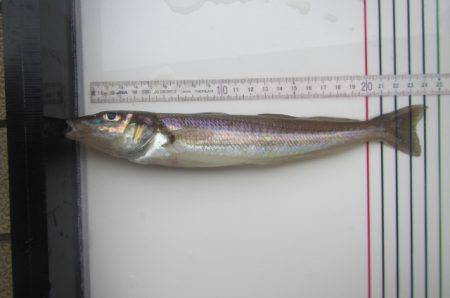 オリジナルメーカー海づり公園(市原市海づり施設) 釣果