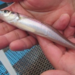 オリジナルメーカー海づり公園(市原市海づり施設) 釣果