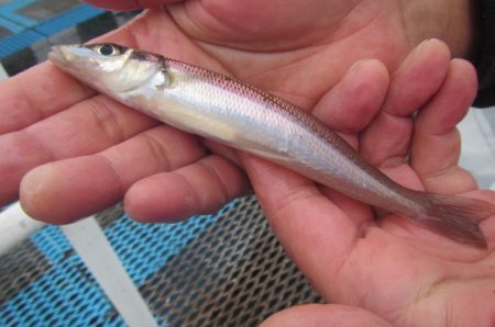 オリジナルメーカー海づり公園(市原市海づり施設) 釣果