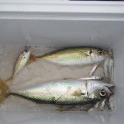 オリジナルメーカー海づり公園(市原市海づり施設) 釣果