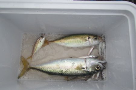 オリジナルメーカー海づり公園(市原市海づり施設) 釣果