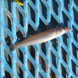 オリジナルメーカー海づり公園(市原市海づり施設) 釣果