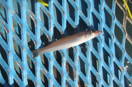 オリジナルメーカー海づり公園(市原市海づり施設) 釣果