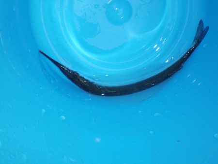 オリジナルメーカー海づり公園(市原市海づり施設) 釣果