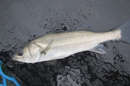 オリジナルメーカー海づり公園(市原市海づり施設) 釣果