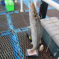 オリジナルメーカー海づり公園(市原市海づり施設) 釣果