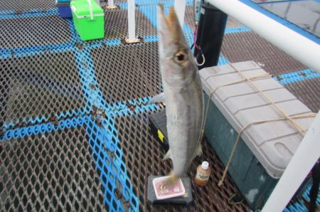 オリジナルメーカー海づり公園(市原市海づり施設) 釣果