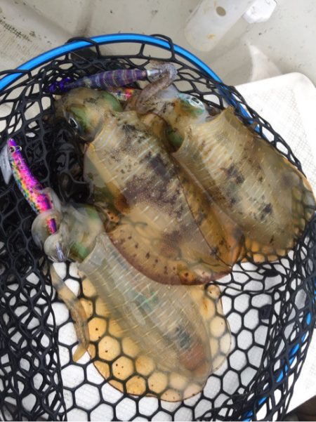 「LaGooN」蒼陽丸 日和号　 釣果