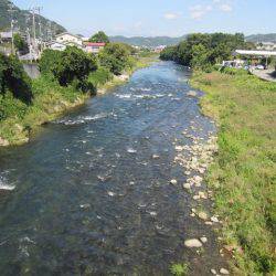 狩野川(狩野川漁業協同組合) 釣果