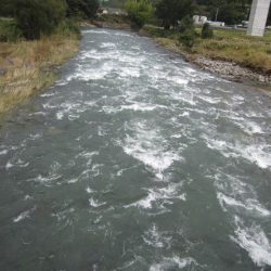 狩野川(狩野川漁業協同組合) 釣果