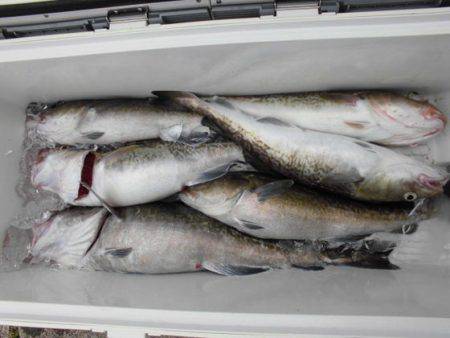 大進丸（新潟） 釣果