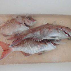 大進丸（新潟） 釣果