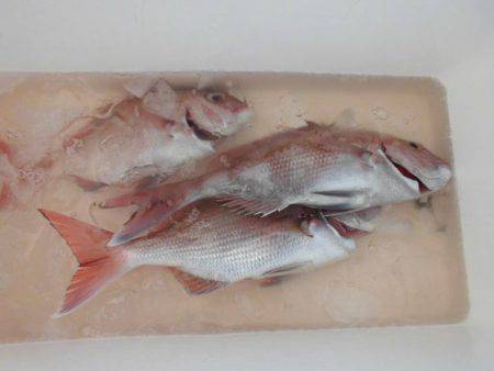 大進丸（新潟） 釣果