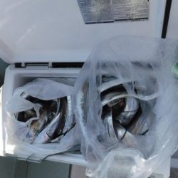 遊漁船 幸友丸 釣果