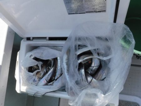 遊漁船 幸友丸 釣果