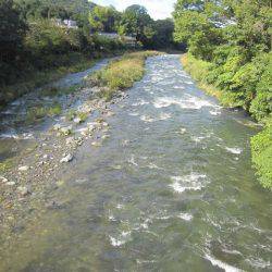 狩野川(狩野川漁業協同組合) 釣果