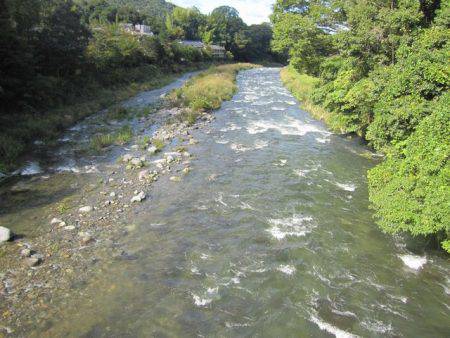 狩野川(狩野川漁業協同組合) 釣果