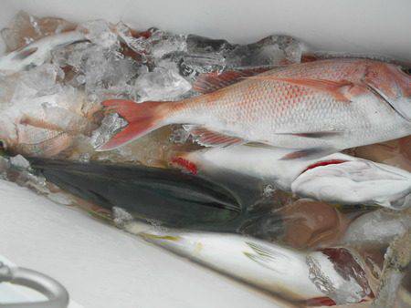 こうゆう丸 釣果